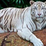 Animales más bonitos del mundo ‘