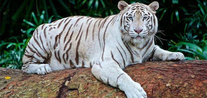 Animales más bonitos del mundo, tigre blanco de bengala
