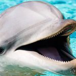 Animales más bonitos del mundo »