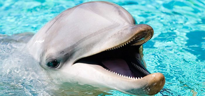 Animales más bonitos del mundo, delfín