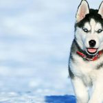 Animales más bonitos del mundo »’