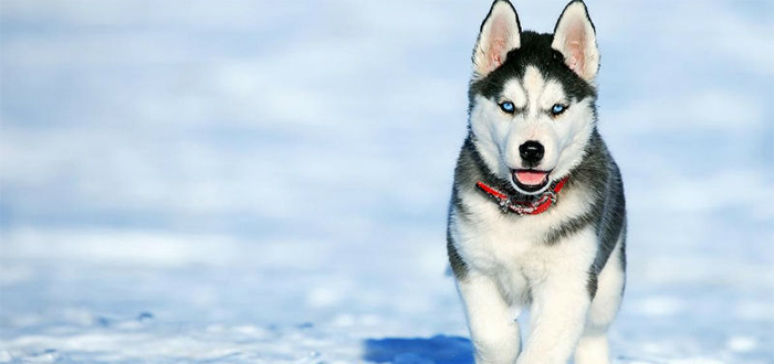 Animales más bonitos del mundo, husky siberiano