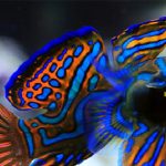 Animales más bonitos del mundo »»