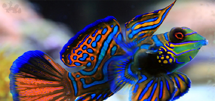 Animales más bonitos del mundo, pez mandarín