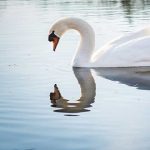 Animales más bonitos del mundo »»’
