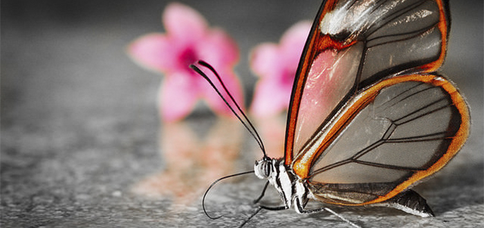 Animales más bonitos del mundo, mariposa de cristal