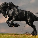 Animales más bonitos del mundo