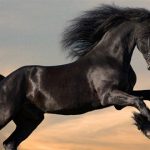 Animales más bonitos del mundo 2