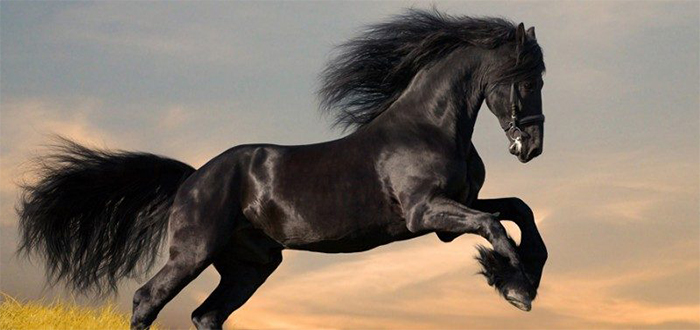 Animales más bonitos del mundo, caballo frisón