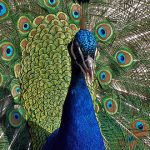 Animales más bonitos del mundo 23