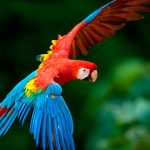 Animales más bonitos del mundo 233