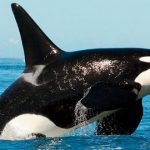 Animales más bonitos del mundo 909