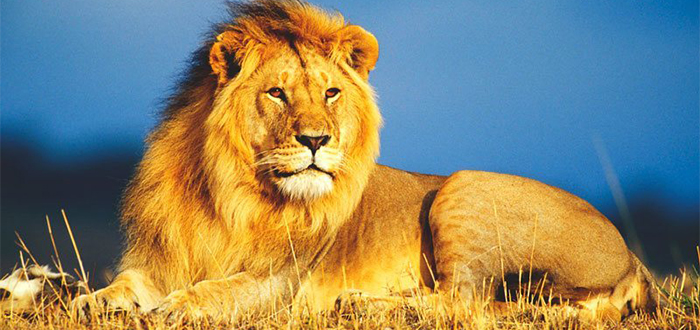Animales más bonitos del mundo, león