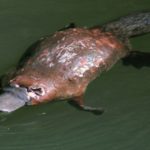 Animales solitarios »