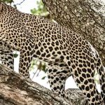 Animales solitarios »»