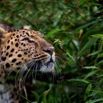 Animales solitarios