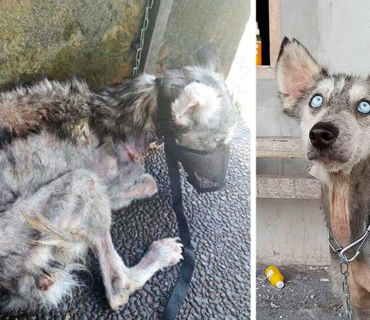 El milagro de rescatar una mascota | La conmovedora historia de Hope El milagro de rescatar una mascota | La conmovedora historia de Hope