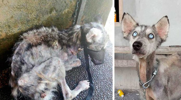 El milagro de rescatar una mascota | La conmovedora historia de Hope