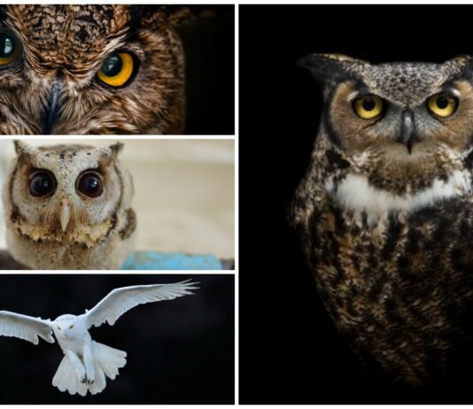 Significado del búho, los búhos, qué representa el búho.