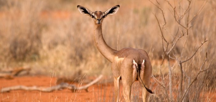 La gacela jirafa, un ciervo de cuello prominente. 