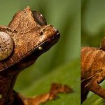 Descubre al Gecko Cola de Hoja Satánico. ¡Qué ojos más inquietantes!
