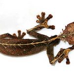 Descubre al Gecko Cola de Hoja Satánico. ¡Qué ojos más inquietantes!