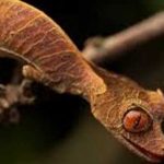 Descubre al Gecko Cola de Hoja Satánico. ¡Qué ojos más inquietantes!