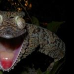 Descubre al Gecko Cola de Hoja Satánico. ¡Qué ojos más inquietantes!