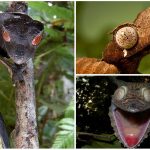 Descubre al Gecko Cola de Hoja Satánico. ¡Qué ojos más inquietantes!