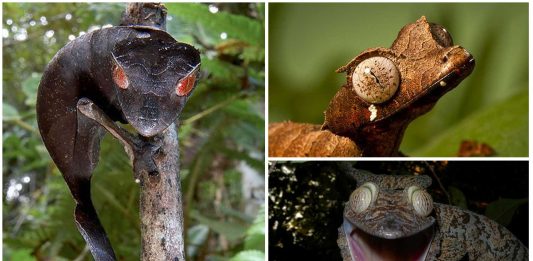 Descubre al Gecko Cola de Hoja Satánico. ¡Qué ojos más inquietantes!