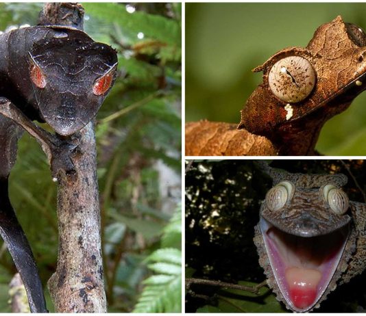 Descubre al Gecko Cola de Hoja Satánico. ¡Qué ojos más inquietantes! Descubre al Gecko Cola de Hoja Satánico. ¡Qué ojos más inquietantes!