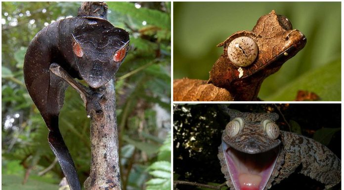 Descubre al Gecko Cola de Hoja Satánico. ¡Qué ojos más inquietantes!