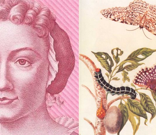 Maria Sibylla Merian | Una de las primeras naturalistas de la historia Maria Sibylla Merian | Una de las primeras naturalistas de la historia