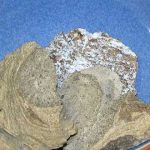 4 Afrodisíacos extraños de la historia. ¿Crees que podrían funcionar?