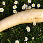 El Castigo del Rábano para los adúlteros en la Antigua Grecia