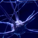 Descubrimiento: Los cerebros ancianos SÍ producen células nuevas