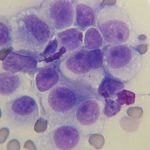 El cáncer de transmisión sexual que pueden padecer los perros