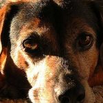 El cáncer de transmisión sexual que pueden padecer los perros