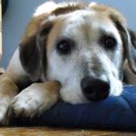 El cáncer de transmisión sexual que pueden padecer los perros