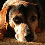 El cáncer de transmisión sexual que pueden padecer los perros