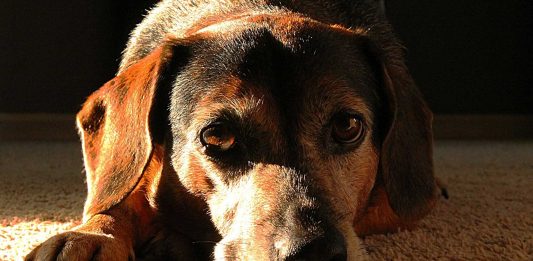 El cáncer de transmisión sexual que pueden padecer los perros