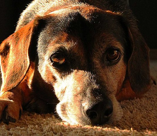 El cáncer de transmisión sexual que pueden padecer los perros El cáncer de transmisión sexual que pueden padecer los perros