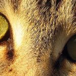 10 Impresionantes ojos de animales | [Con imágenes]