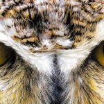 10 Impresionantes ojos de animales | [Con imágenes]