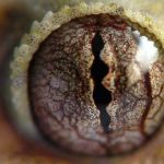 10 Impresionantes ojos de animales | [Con imágenes]