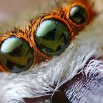 10 Impresionantes ojos de animales | [Con imágenes]