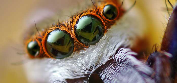 10 Impresionantes ojos de animales | [Con imágenes]