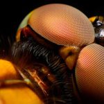 10 Impresionantes ojos de animales | [Con imágenes]