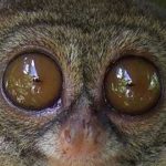 10 Impresionantes ojos de animales | [Con imágenes]