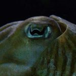 10 Impresionantes ojos de animales | [Con imágenes]